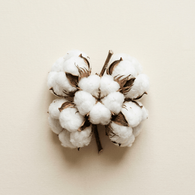 Raw cotton bolls