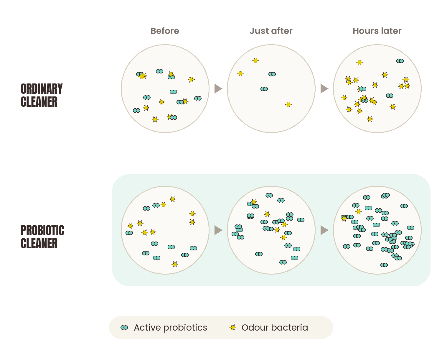 How probiotic cleaning keeps odour bacteria down for days versus an ordinary cleaner